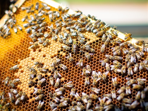bees