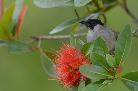 bird in a tree