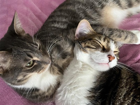 two cats
