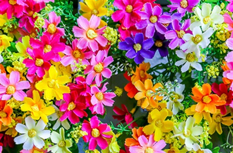 flowers in a rainbow of colours