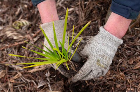 gloved hands planting grass