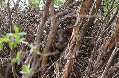 possum hiding among branches