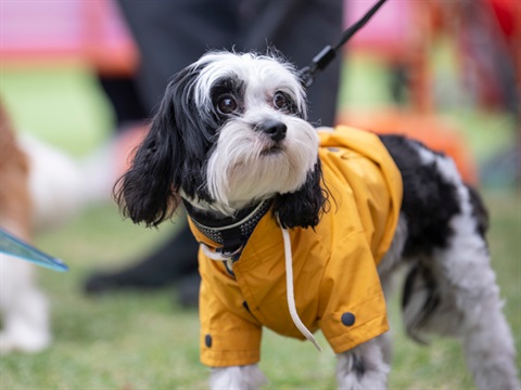 Small black and white dog iin a yellow coat at a reserve